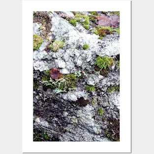 Rock and Moss Posters and Art